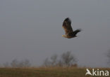 Zeearend (Haliaeetus albicilla)