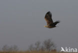 Zeearend (Haliaeetus albicilla)