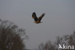 Zeearend (Haliaeetus albicilla)