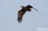 Zeearend (Haliaeetus albicilla)