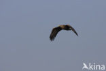 Zeearend (Haliaeetus albicilla)