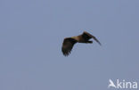 Zeearend (Haliaeetus albicilla)