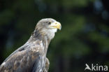 Zeearend (Haliaeetus albicilla)