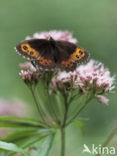 Zomererebia (Erebia aethiops)