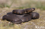 Adder (Vipera berus) 