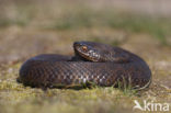 Adder (Vipera berus) 