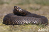 Adder (Vipera berus) 