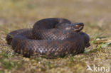 Adder (Vipera berus) 