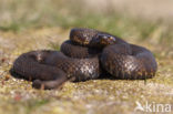 Adder (Vipera berus) 