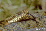 Adder (Vipera berus) 