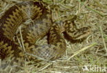 Adder (Vipera berus) 