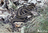 Adder (Vipera berus) 