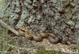 Adder (Vipera berus) 