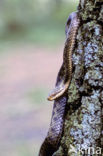 Adder (Vipera berus) 