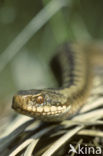 Adder (Vipera berus) 