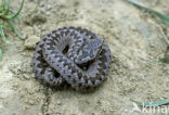 Adder (Vipera berus) 