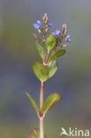 Beekpunge (Veronica beccabunga)