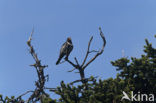 Beflijster (Turdus torquatus)