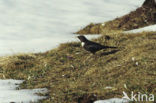 Beflijster (Turdus torquatus)