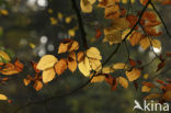 Beuk (Fagus spec.)