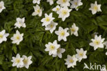 Bosanemoon (Anemone nemorosa)