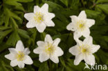 Bosanemoon (Anemone nemorosa)