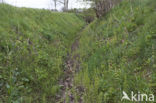 Bospaardenstaart (Equisetum sylvaticum)