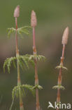 Bospaardenstaart (Equisetum sylvaticum)