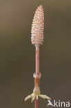 Bospaardenstaart (Equisetum sylvaticum)