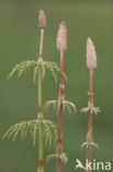 Bospaardenstaart (Equisetum sylvaticum)