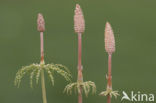 Bospaardenstaart (Equisetum sylvaticum)