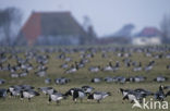 Brandgans (Branta leucopsis)