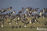 Brandgans (Branta leucopsis)