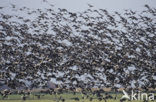 Brandgans (Branta leucopsis)