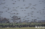 Brandgans (Branta leucopsis)