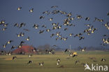 Brandgans (Branta leucopsis)