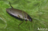 Bruine duiker (Colymbetes fuscus)