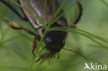 Bruine duiker (Colymbetes fuscus)