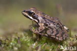 Bruine kikker (Rana temporaria)