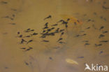 Bruine kikker (Rana temporaria)