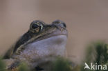 Bruine kikker (Rana temporaria)