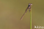 Bruine winterjuffer (Sympecma fusca) 