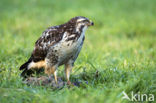 Buizerd (Buteo buteo)