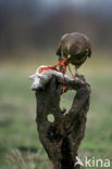 Buizerd (Buteo buteo)