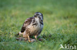 Buizerd (Buteo buteo)