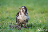 Buizerd (Buteo buteo)