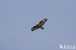 Buizerd (Buteo buteo)