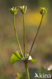 Dotterbloem (Caltha palustris)