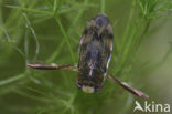 Duikerwants (Corixa dentipes)