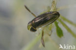 Duikerwants (Cymatia coleoptrata)